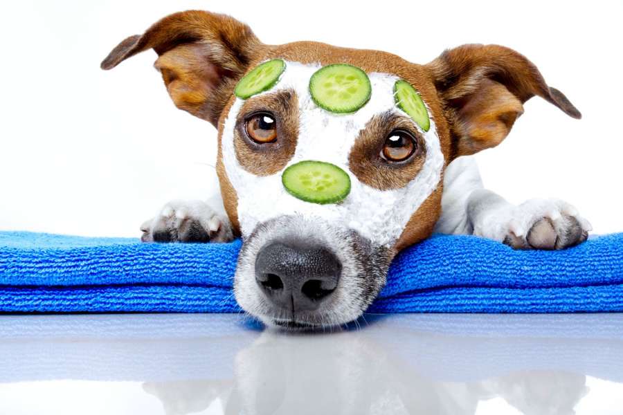 Massage Therapy… For Dogs!