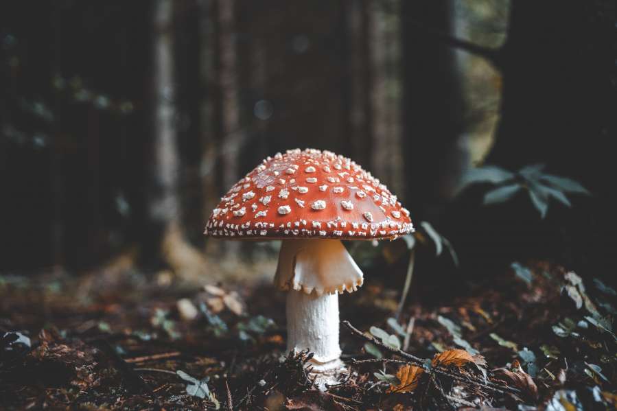 What Mushrooms Can Teach Us About Community