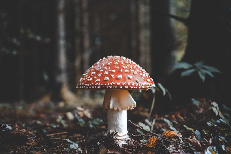 What Mushrooms Can Teach Us About Community