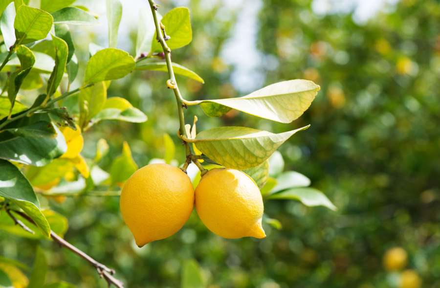 Book Review: Underneath The Lemon Tree – Mark Rice-Oxley