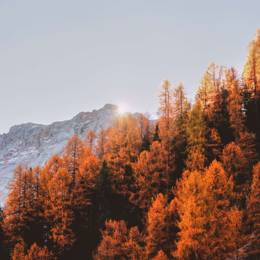 Hearty recipe for a sustainable future